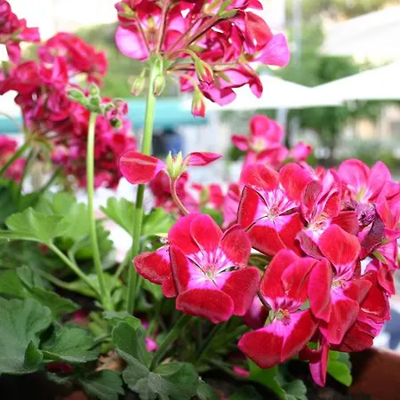 Hobbit Ξενοδοχείο